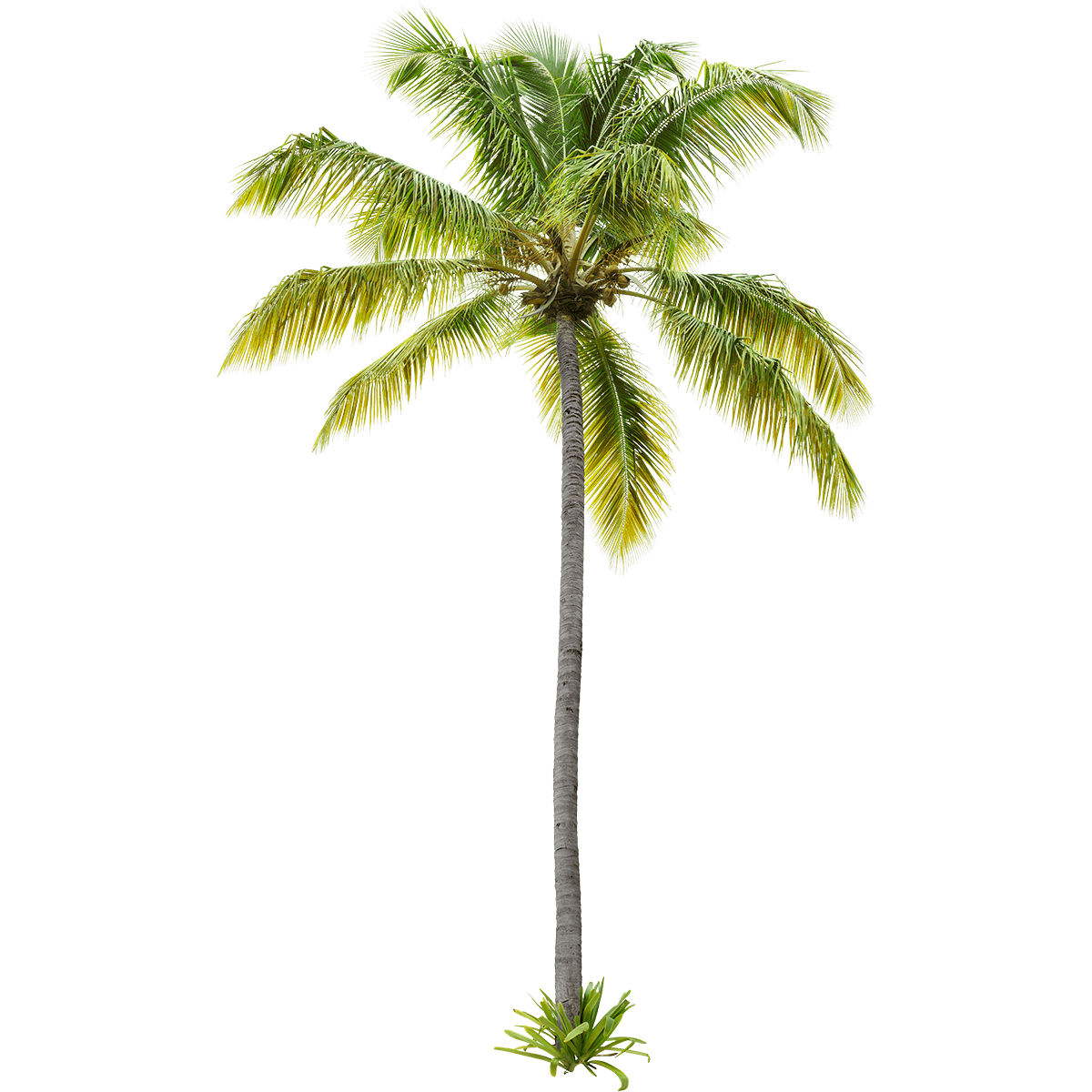 a palm tree